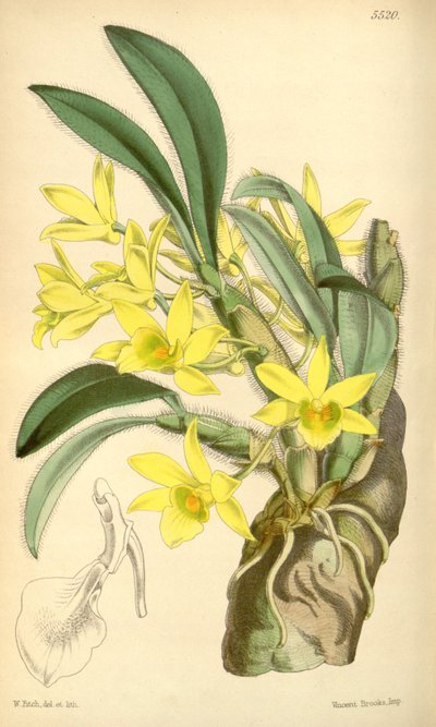 Illustratie van Dendrobium senile door Walter Hood Fitch